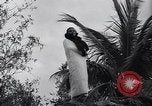 Image of fur collection Miami Florida USA, 1937, second 32 stock footage video 65675038372