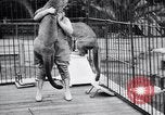 Standbild Olga Celeste Los Angeles California USA, 1928, aus Sekunde 19 historischem Filmmaterial Videoclip 65675038378