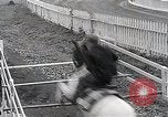 Image of Nine year old boy champion equestrian Wilmington Ohio USA, 1935, second 38 stock footage video 65675038436