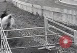 Image of Nine year old boy champion equestrian Wilmington Ohio USA, 1935, second 39 stock footage video 65675038436
