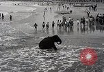 Image éléphant Atlantic City New Jersey USA, 1937, de la seconde 10 séquences d'archives historiques vidéo 65675038442