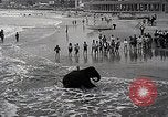 Image éléphant Atlantic City New Jersey USA, 1937, de la seconde 11 séquences d'archives historiques vidéo 65675038442