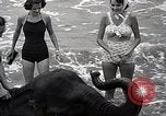 Image éléphant Atlantic City New Jersey USA, 1937, de la seconde 16 séquences d'archives historiques vidéo 65675038442