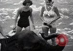 Image éléphant Atlantic City New Jersey USA, 1937, de la seconde 17 séquences d'archives historiques vidéo 65675038442