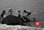 Image éléphant Atlantic City New Jersey USA, 1937, de la seconde 20 séquences d'archives historiques vidéo 65675038442