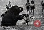 Image éléphant Atlantic City New Jersey USA, 1937, de la seconde 27 séquences d'archives historiques vidéo 65675038442
