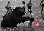 Image éléphant Atlantic City New Jersey USA, 1937, de la seconde 29 séquences d'archives historiques vidéo 65675038442