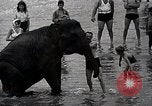 Image éléphant Atlantic City New Jersey USA, 1937, de la seconde 33 séquences d'archives historiques vidéo 65675038442