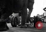 Image éléphant Atlantic City New Jersey USA, 1937, de la seconde 36 séquences d'archives historiques vidéo 65675038442