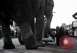 Image éléphant Atlantic City New Jersey USA, 1937, de la seconde 38 séquences d'archives historiques vidéo 65675038442