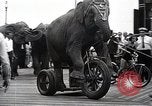 Image éléphant Atlantic City New Jersey USA, 1937, de la seconde 52 séquences d'archives historiques vidéo 65675038442