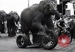Image éléphant Atlantic City New Jersey USA, 1937, de la seconde 53 séquences d'archives historiques vidéo 65675038442