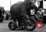 Image éléphant Atlantic City New Jersey USA, 1937, de la seconde 54 séquences d'archives historiques vidéo 65675038442
