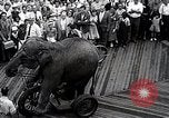 Image éléphant Atlantic City New Jersey USA, 1937, de la seconde 58 séquences d'archives historiques vidéo 65675038442