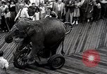 Image éléphant Atlantic City New Jersey USA, 1937, de la seconde 59 séquences d'archives historiques vidéo 65675038442