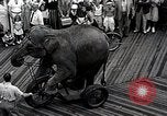 Image éléphant Atlantic City New Jersey USA, 1937, de la seconde 60 séquences d'archives historiques vidéo 65675038442