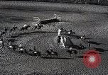 Standbild faschistischen Jugendorganisation Rom Italien, 1937, aus Sekunde 51 historischem Filmmaterial Videoclip 65675038444