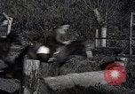 Standbild faschistischen Jugendorganisation Rom Italien, 1937, aus Sekunde 59 historischem Filmmaterial Videoclip 65675038444