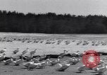 Standbild Schwarm Enten Usbekistan Sowjetunion, 1949, aus Sekunde 6 historischem Filmmaterial Videoclip 65675038603