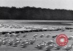 Standbild Schwarm Enten Usbekistan Sowjetunion, 1949, aus Sekunde 8 historischem Filmmaterial Videoclip 65675038603