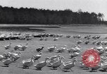 Standbild Schwarm Enten Usbekistan Sowjetunion, 1949, aus Sekunde 9 historischem Filmmaterial Videoclip 65675038603