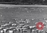 Standbild Schwarm Enten Usbekistan Sowjetunion, 1949, aus Sekunde 22 historischem Filmmaterial Videoclip 65675038603