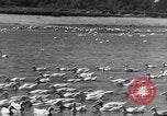 Standbild Schwarm Enten Usbekistan Sowjetunion, 1949, aus Sekunde 23 historischem Filmmaterial Videoclip 65675038603
