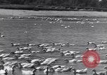 Standbild Schwarm Enten Usbekistan Sowjetunion, 1949, aus Sekunde 24 historischem Filmmaterial Videoclip 65675038603