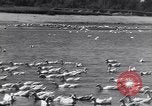 Standbild Schwarm Enten Usbekistan Sowjetunion, 1949, aus Sekunde 26 historischem Filmmaterial Videoclip 65675038603