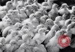 Standbild Schwarm Enten Usbekistan Sowjetunion, 1949, aus Sekunde 42 historischem Filmmaterial Videoclip 65675038603