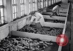 Standbild Schwarm Enten Usbekistan Sowjetunion, 1949, aus Sekunde 43 historischem Filmmaterial Videoclip 65675038603