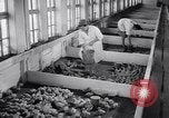 Standbild Schwarm Enten Usbekistan Sowjetunion, 1949, aus Sekunde 44 historischem Filmmaterial Videoclip 65675038603