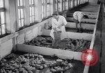 Standbild Schwarm Enten Usbekistan Sowjetunion, 1949, aus Sekunde 45 historischem Filmmaterial Videoclip 65675038603