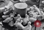 Standbild Schwarm Enten Usbekistan Sowjetunion, 1949, aus Sekunde 46 historischem Filmmaterial Videoclip 65675038603