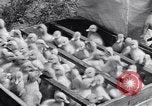 Standbild Schwarm Enten Usbekistan Sowjetunion, 1949, aus Sekunde 49 historischem Filmmaterial Videoclip 65675038603