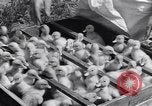 Standbild Schwarm Enten Usbekistan Sowjetunion, 1949, aus Sekunde 50 historischem Filmmaterial Videoclip 65675038603