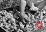 Standbild Schwarm Enten Usbekistan Sowjetunion, 1949, aus Sekunde 51 historischem Filmmaterial Videoclip 65675038603