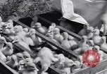 Standbild Schwarm Enten Usbekistan Sowjetunion, 1949, aus Sekunde 52 historischem Filmmaterial Videoclip 65675038603