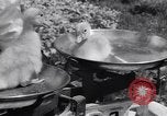 Standbild Schwarm Enten Usbekistan Sowjetunion, 1949, aus Sekunde 53 historischem Filmmaterial Videoclip 65675038603