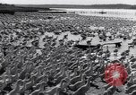 Standbild Schwarm Enten Usbekistan Sowjetunion, 1949, aus Sekunde 55 historischem Filmmaterial Videoclip 65675038603