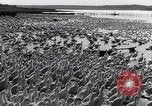 Standbild Schwarm Enten Usbekistan Sowjetunion, 1949, aus Sekunde 57 historischem Filmmaterial Videoclip 65675038603