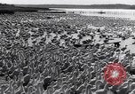 Standbild Schwarm Enten Usbekistan Sowjetunion, 1949, aus Sekunde 58 historischem Filmmaterial Videoclip 65675038603