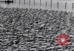 Standbild Schwarm Enten Usbekistan Sowjetunion, 1949, aus Sekunde 59 historischem Filmmaterial Videoclip 65675038603