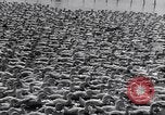 Standbild Schwarm Enten Usbekistan Sowjetunion, 1949, aus Sekunde 61 historischem Filmmaterial Videoclip 65675038603