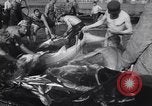 Standbild Stör Fisch Sowjetunion, 1949, aus Sekunde 20 historischem Filmmaterial Videoclip 65675038610