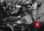 Standbild Stör Fisch Sowjetunion, 1949, aus Sekunde 22 historischem Filmmaterial Videoclip 65675038610
