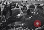 Standbild Stör Fisch Sowjetunion, 1949, aus Sekunde 27 historischem Filmmaterial Videoclip 65675038610