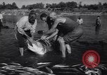 Standbild Stör Fisch Sowjetunion, 1949, aus Sekunde 31 historischem Filmmaterial Videoclip 65675038610