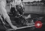 Standbild Stör Fisch Sowjetunion, 1949, aus Sekunde 33 historischem Filmmaterial Videoclip 65675038610