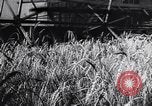 Standbild Die sowjetischen Menschen ernten und Dreschen von Weizen mit Maschinen Ukraine Sowjetunion, 1941, aus Sekunde 27 historischem Filmmaterial Videoclip 65675038615